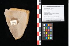 Foto (Objekt + Etikett) von Myrica lignitum Unger (NHMW-GEO-2024-0188-0586)